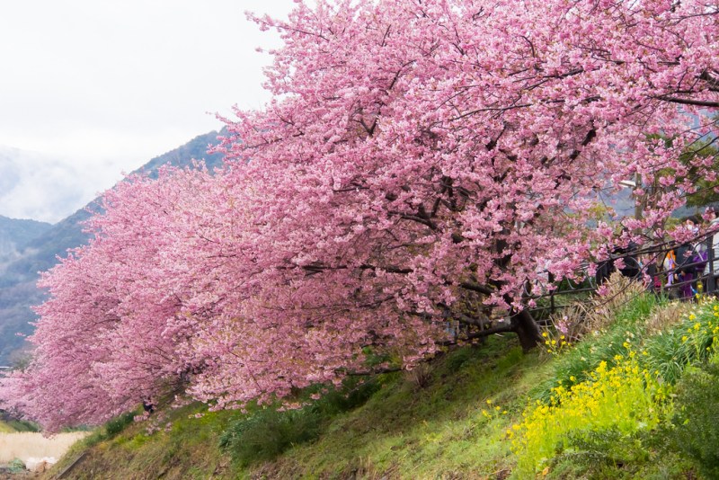 kawazu_cherry_blossom_festival_japan