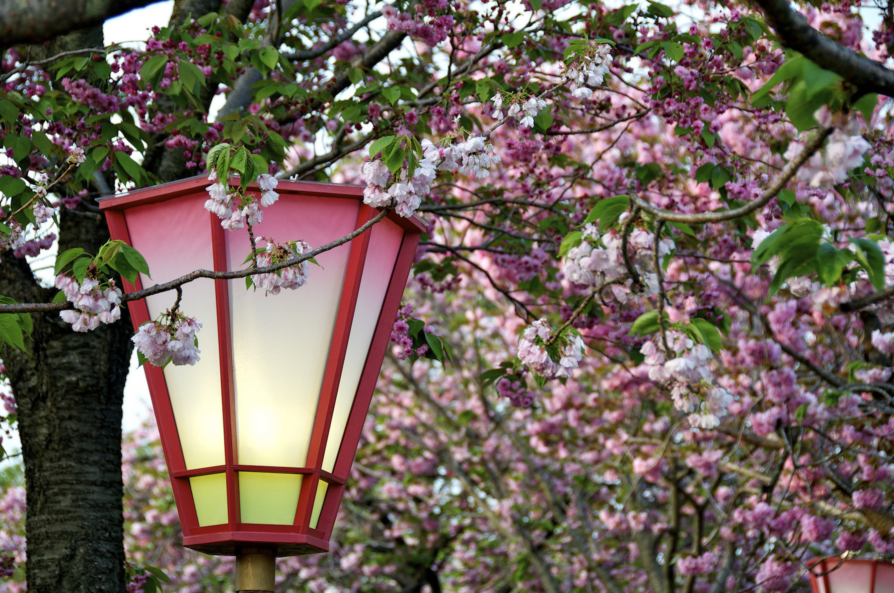 sakura-at-the-japan-mint-in-hirohsima